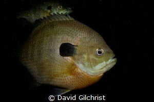 Sunfish, Lake Rawlings,VA by David Gilchrist 
